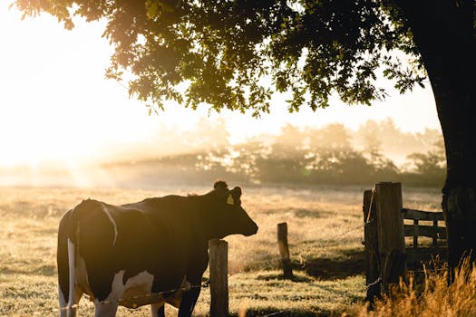 A peaceful cow standing by a wire fence in a foggy rural field at sunrise, surrounded by vivid foliage.