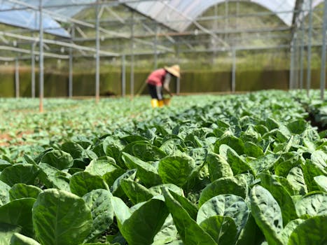 Vibrant green lettuce growing in a greenhouse with a farmer tending to the crops.